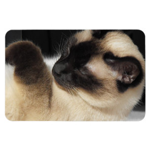 Imán Gato siamés mascota ronroneo maullar gatito destin
