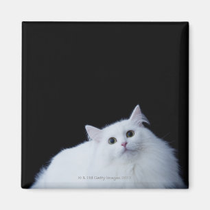 Imán Gato siberiano
