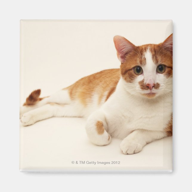 Imán Gato sobre fondo blanco (Frente)