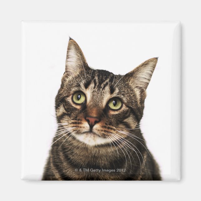 Imán Gato sobre fondo blanco 2 (Frente)