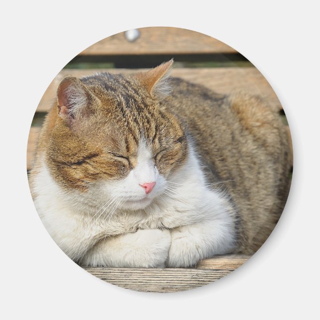 Imán gato soñoliento (Frente)