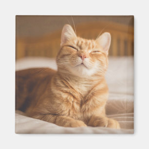 Imán Gato soñoliento de las imágenes el de Getty