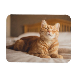 Imán Gato soñoliento de las imágenes el de Getty