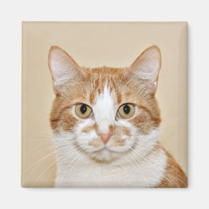 Imán Gato sonriente