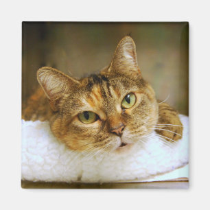 Imán Gato Sweet Tabby