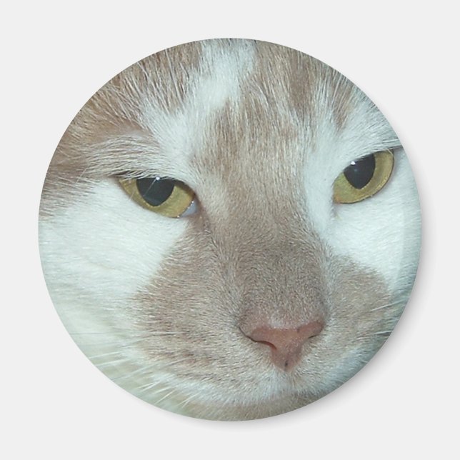 Imán Gato Tabby Blanco y Naranja (Frente)