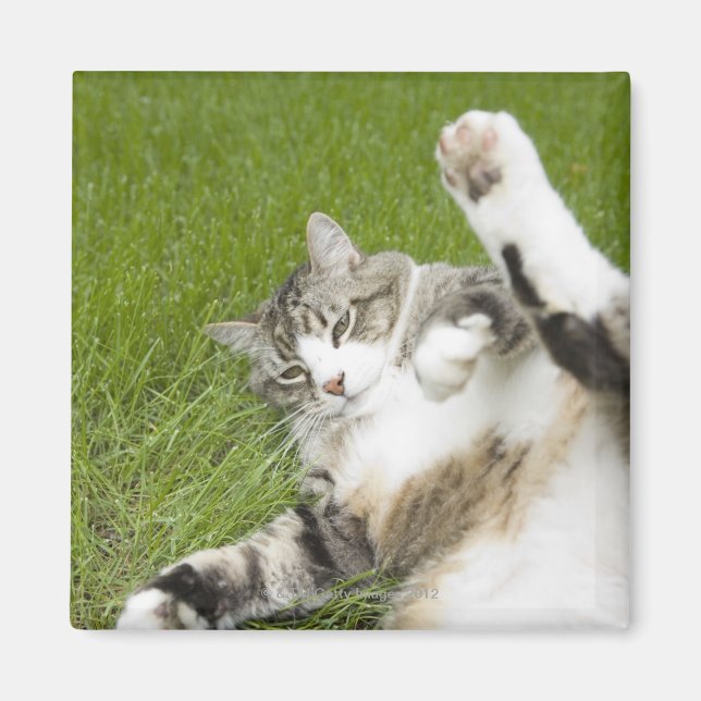 Imán Gato tendido en la hierba, cerca (Frente)