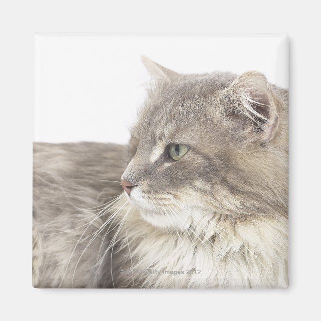 Imán Gato tirado (Frente)