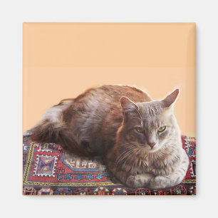 IMÁN GATO TURCO EN LA VIEJA CARPETA