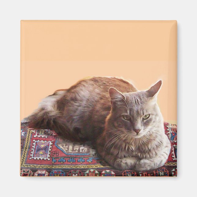 IMÁN GATO TURCO EN LA VIEJA CARPETA (Frente)