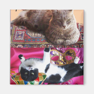IMÁN GATO TURCO EN MEDITACIÓN TRANSCENDENTAL