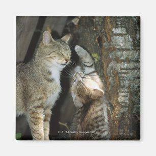 Imán Gato y gatito por el árbol