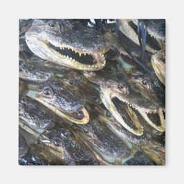 Imán Gator Head Magnet