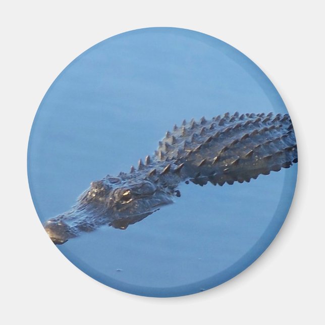 Imán Gator I (Frente)