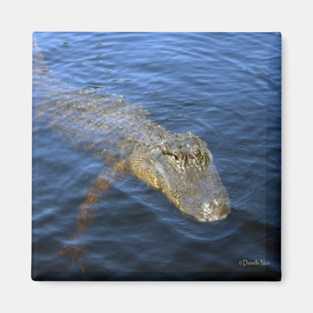 Imán Gator Magnet (Frente)