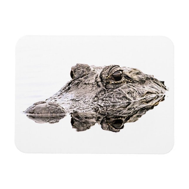 Imán Gator Magnet (Horizontal)