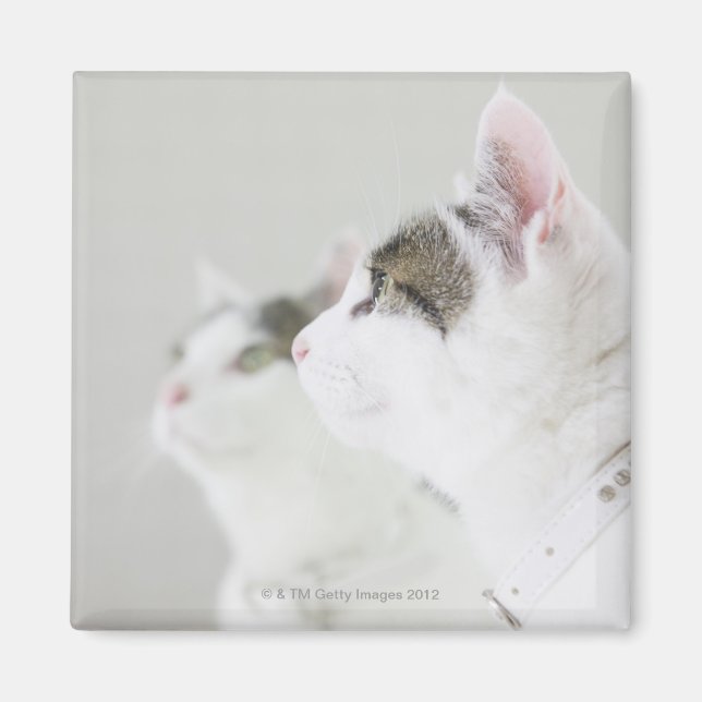 Imán Gatos (Frente)