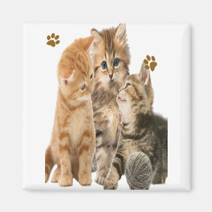 Imán Gatos