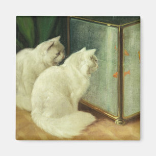 Imán Gatos blancos que miran el Goldfish