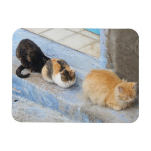 Imán Gatos, Chefchaouen, Marruecos