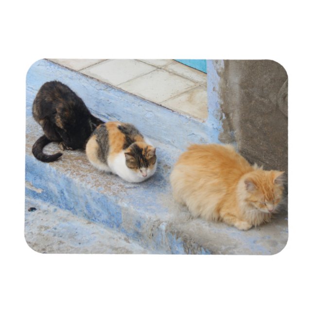 Imán Gatos, Chefchaouen, Marruecos (Horizontal)