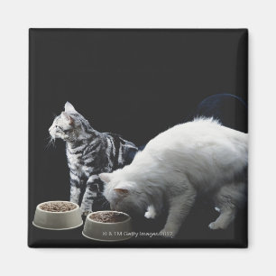 Imán Gatos con el cuenco de comida