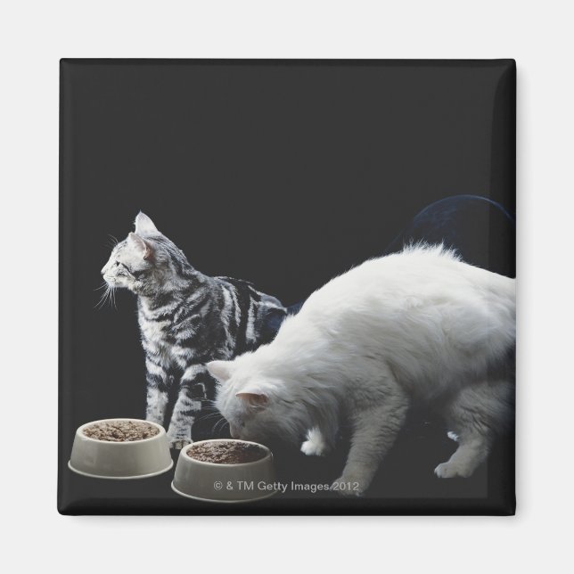 Imán Gatos con tazón de comida (Frente)