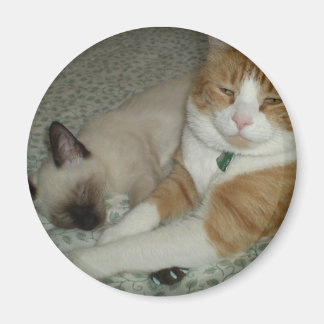 Imán Gatos cortos
