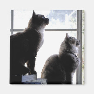 Imán Gatos curiosos mirando por la ventana. Fotografía 