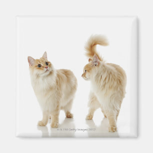 Imán Gatos de Munchkin