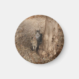 IMÁN GATOS DE WOODLAND