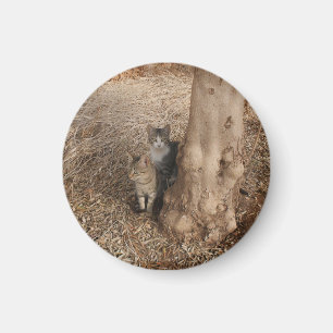 IMÁN GATOS DE WOODLAND