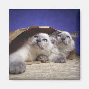 Imán Gatos en bolsa de papel