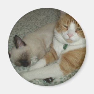 Imán Gatos lindos
