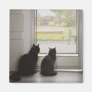 Imán Gatos que miran hacia fuera la puerta de malla