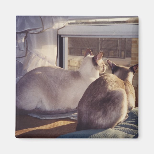 Imán Gatos siameses dos en la ventana (2) (Frente)