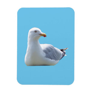 Imán Gaviota Adorable Descansando Tranquilo Cielo Azul