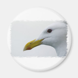 Imán ¿Gaviota amigable?