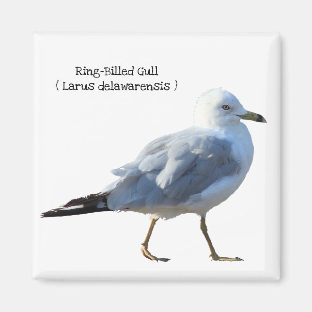 Imán Gaviota De Anillo (Frente)