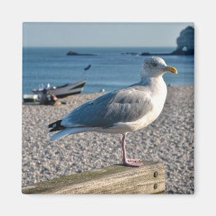 Imán Gaviota de arenque encaramada sobre una valla de m