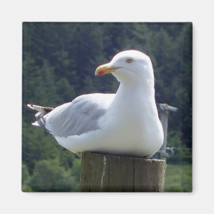 Imán Gaviota descansando tranquilamente en un poste de
