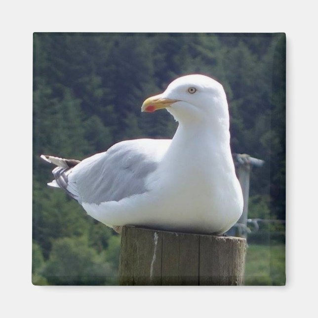 Imán Gaviota descansando tranquilamente en un poste de  (Frente)