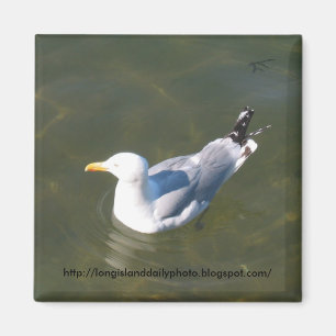 Imán Gaviota en el muelle de Gosmans en Montauk