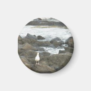 Imán Gaviota en rocas