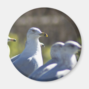 Imán Gaviota en un tren