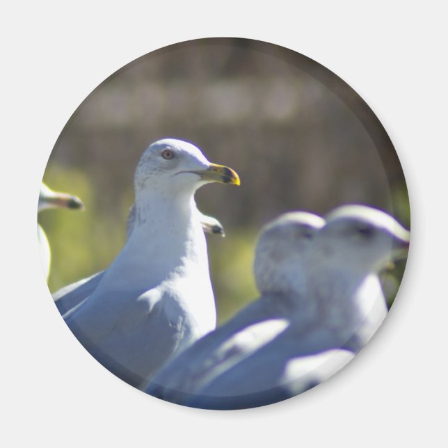 Imán Gaviota en un tren (Frente)