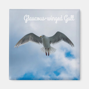 Imán gaviota Glauco-coa alas