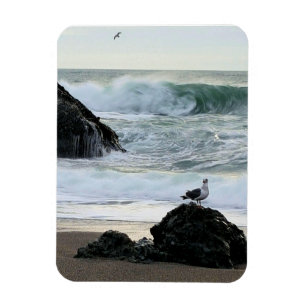 Imán Gaviota junto al mar