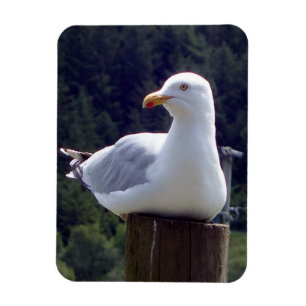 Imán Gaviota Pacífica en Poste Arte de Vida Silvestre d