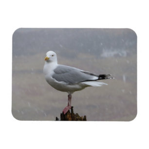Imán Gaviota Valiente De Pie Sobre Poste En Tormenta De